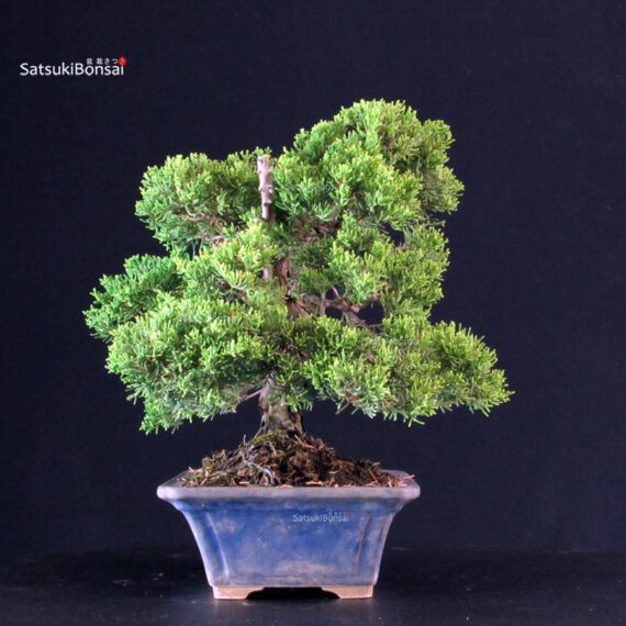 Juniperus Chinensis Itoigawa - immagine 2