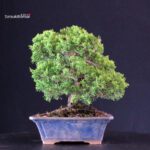 Juniperus Chinensis Itoigawa - immagine 3