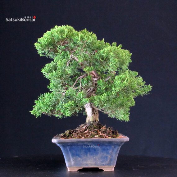 Juniperus Chinensis Itoigawa - immagine 4