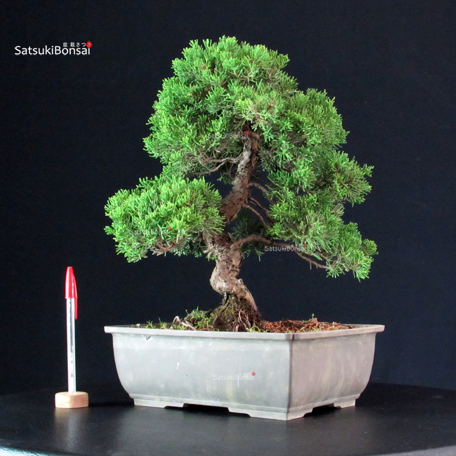 5846_1-Juniperus-Chinensis-itoigawa Juniperus Chinensis Itoigawa - immagine 1