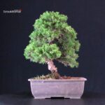 Juniperus Chinensis Itoigawa - immagine 2