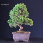 Juniperus Chinensis Itoigawa - immagine 3