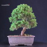 Juniperus Chinensis Itoigawa - immagine 4