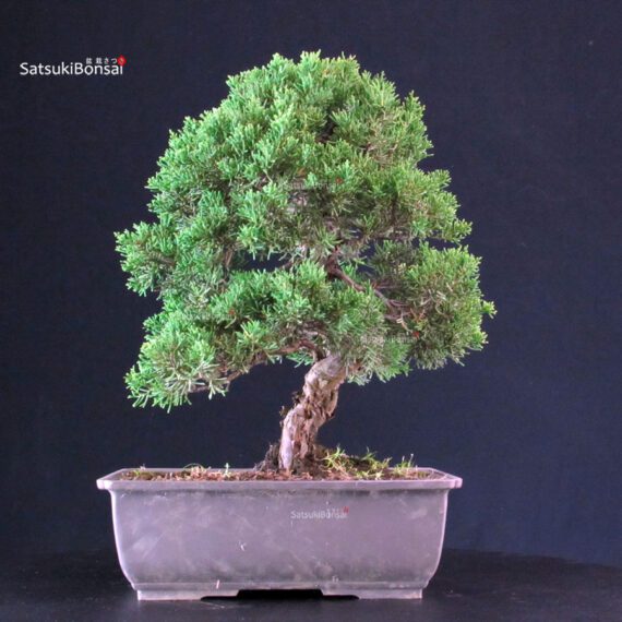 Juniperus Chinensis Itoigawa - immagine 4