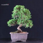 Juniperus Chinensis Itoigawa - immagine 5