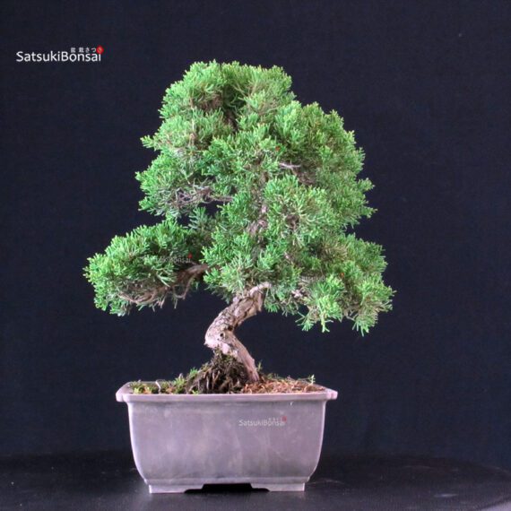Juniperus Chinensis Itoigawa - immagine 5