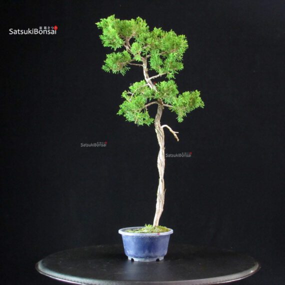 Juniperus Chinensis Itoigawa - immagine 4