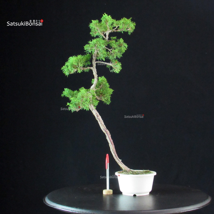 6040_1-Juniperus-Chinensis-itoigawa Juniperus Chinensis Itoigawa - immagine 1