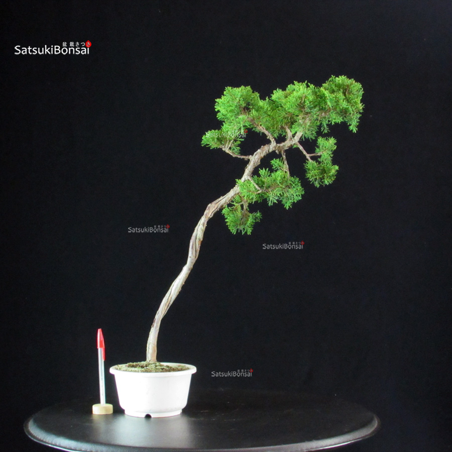 6041_1-Juniperus-Chinensis-itoigawa Juniperus Chinensis Itoigawa - immagine 1