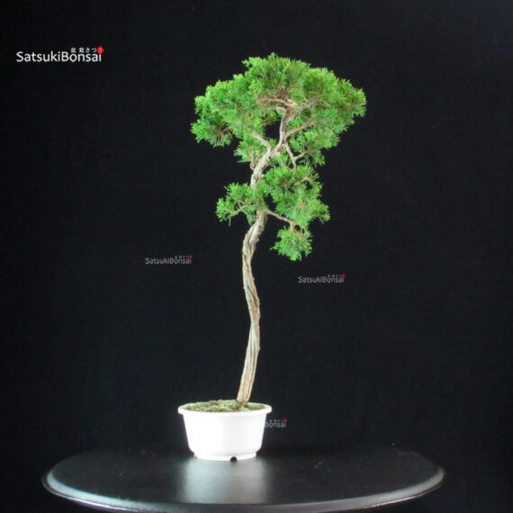 Juniperus Chinensis Itoigawa - immagine 4