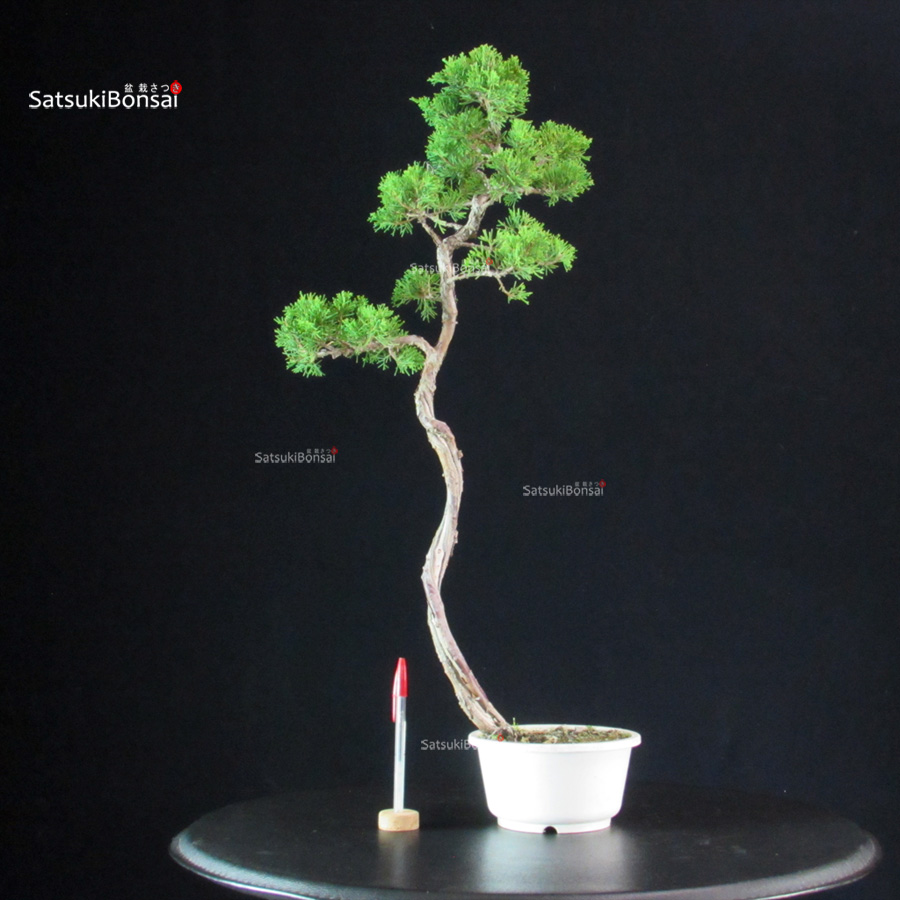 6042_1-Juniperus-Chinensis-itoigawa Juniperus Chinensis Itoigawa - immagine 1