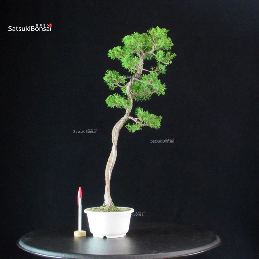 6043_1-Juniperus-Chinensis-itoigawa Juniperus Chinensis Itoigawa - immagine 1