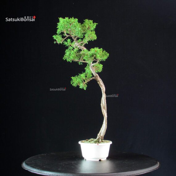 Juniperus Chinensis Itoigawa - immagine 3
