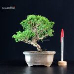 Juniperus Chinensis Itoigawa