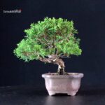 Juniperus Chinensis Itoigawa - immagine 2