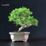 Juniperus Chinensis Itoigawa - immagine 3