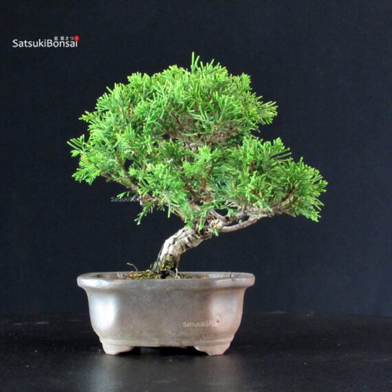 Juniperus Chinensis Itoigawa - immagine 3