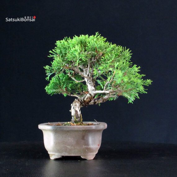 Juniperus Chinensis Itoigawa - immagine 4