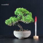 Juniperus Chinensis Itoigawa