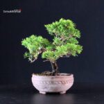 Juniperus Chinensis Itoigawa - immagine 2