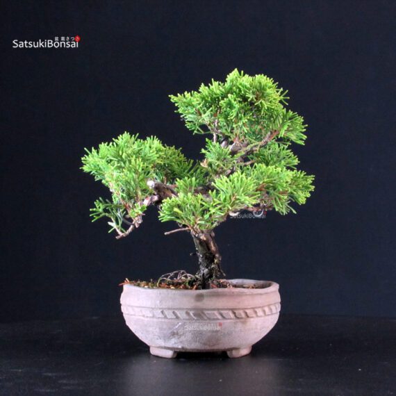 Juniperus Chinensis Itoigawa - immagine 2