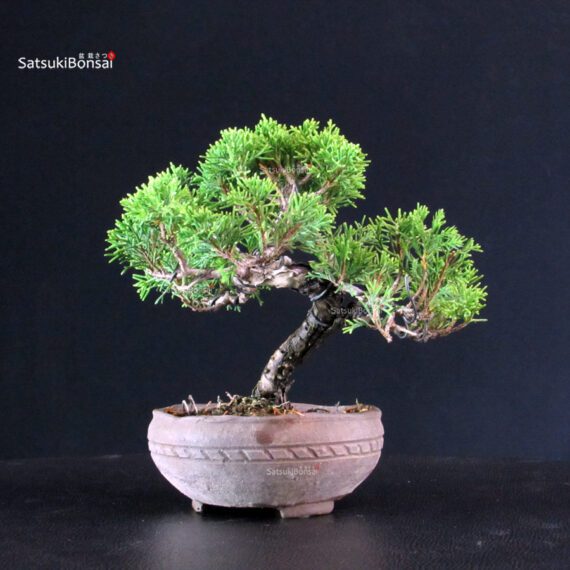 Juniperus Chinensis Itoigawa - immagine 3