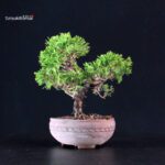 Juniperus Chinensis Itoigawa - immagine 4