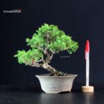 Juniperus Chinensis Itoigawa
