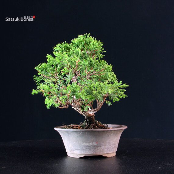 Juniperus Chinensis Itoigawa - immagine 2