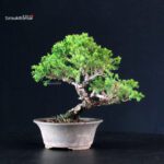 Juniperus Chinensis Itoigawa - immagine 3