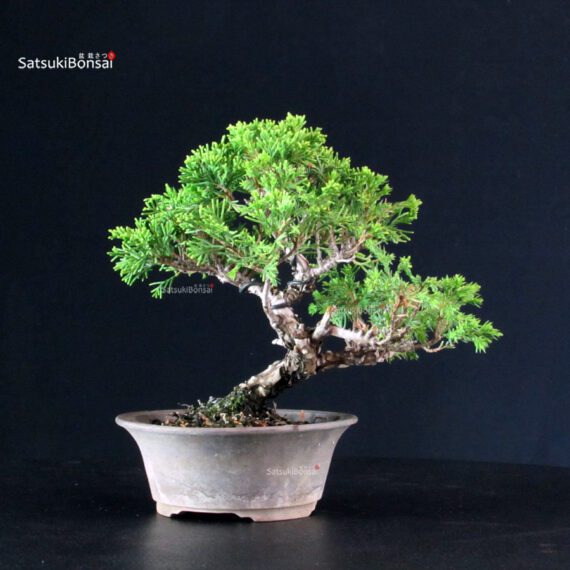 Juniperus Chinensis Itoigawa - immagine 3