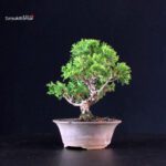 Juniperus Chinensis Itoigawa - immagine 4
