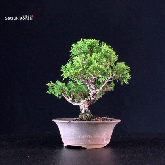 Juniperus Chinensis Itoigawa - immagine 4