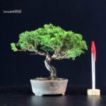 Juniperus Chinensis Itoigawa