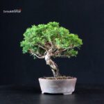 Juniperus Chinensis Itoigawa - immagine 2