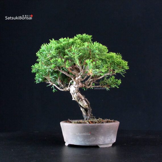 Juniperus Chinensis Itoigawa - immagine 2
