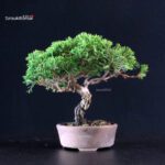 Juniperus Chinensis Itoigawa - immagine 3