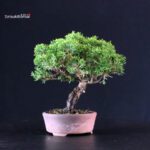 Juniperus Chinensis Itoigawa - immagine 4