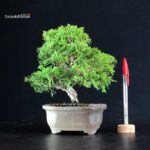 Juniperus Chinensis Itoigawa