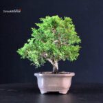 Juniperus Chinensis Itoigawa - immagine 2