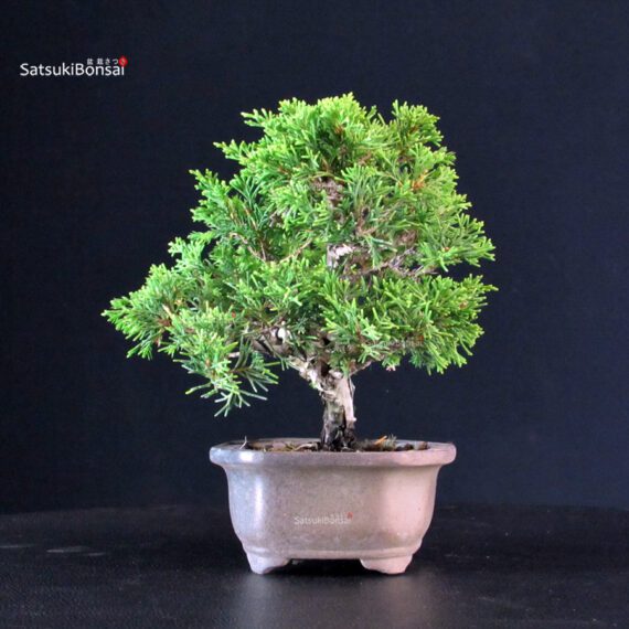 Juniperus Chinensis Itoigawa - immagine 2