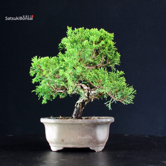 Juniperus Chinensis Itoigawa - immagine 3