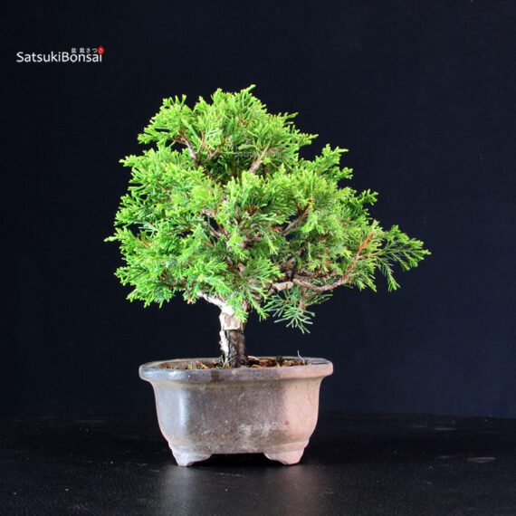 Juniperus Chinensis Itoigawa - immagine 4