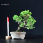 Juniperus Chinensis Itoigawa
