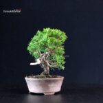 Juniperus Chinensis Itoigawa - immagine 2