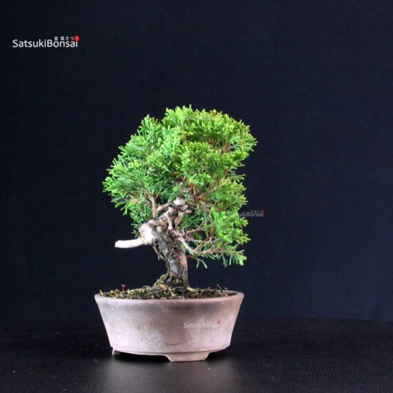 Juniperus Chinensis Itoigawa - immagine 2