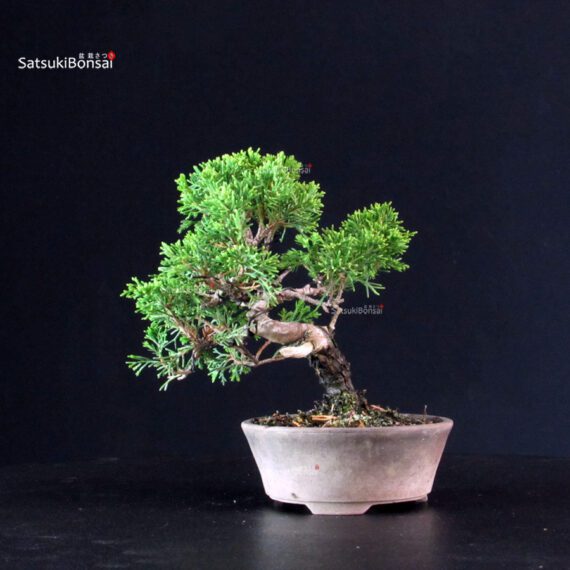Juniperus Chinensis Itoigawa - immagine 3
