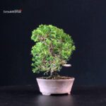 Juniperus Chinensis Itoigawa - immagine 4