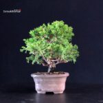 Juniperus Chinensis Itoigawa - immagine 2