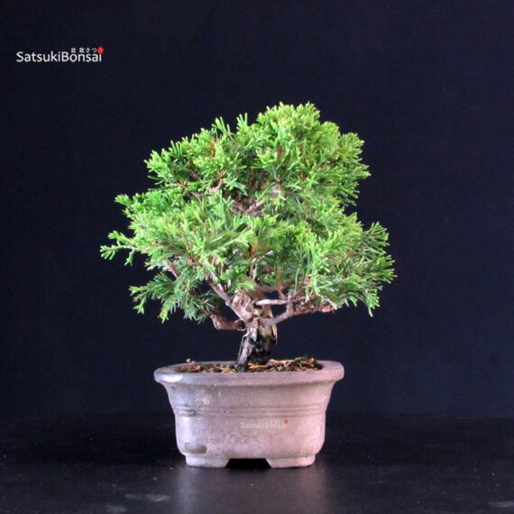 Juniperus Chinensis Itoigawa - immagine 2